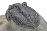 Bargain, Zlichovaspis Trilobite - Atchana, Morocco #250177-5